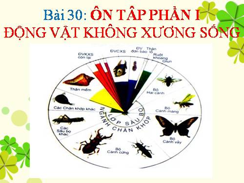 Bài 30. Ôn tập phần I - Động vật không xương sống