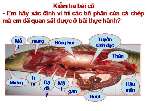 Bài 33. Cấu tạo trong của cá chép