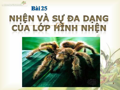 Bài 25. Nhện và sự đa dạng của lớp Hình nhện