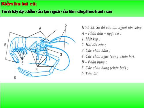 Bài 23. Thực hành: Mổ và quan sát tôm sông