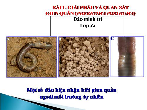 Bài 16. Thực hành: Mổ và quan sát giun đất