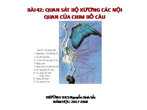 Bài 42. Thực hành: Quan sát bộ xương, mẫu mổ chim bồ câu