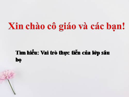 Vai trò thực tiễn của lớp sâu bọ