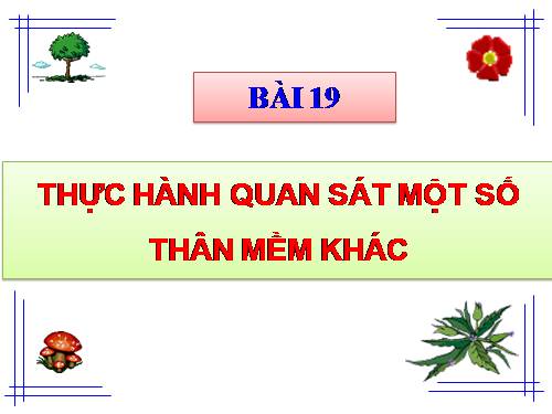 Bài 19. Một số thân mềm khác