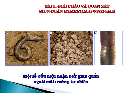 Bài 16. Thực hành: Mổ và quan sát giun đất