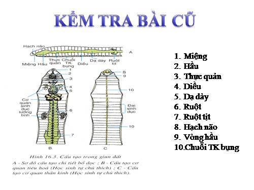 Bài 17. Một số giun đốt khác và đặc điểm chung của ngành Giun đốt