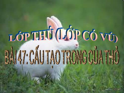 Bài 47. Cấu tạo trong của thỏ