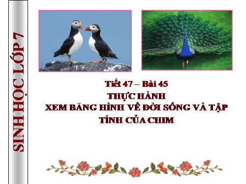 Bài 45. Thực hành: Xem băng hình về đời sống và tập tính của chim