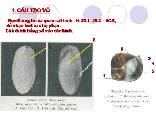 Bài 20. Thực hành: Quan sát một số thân mềm