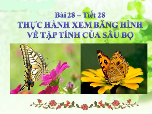 Bài 28. Thực hành: Xem băng hình về tập tính của sâu bọ