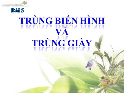 Bài 5. Trùng biến hình và trùng giày