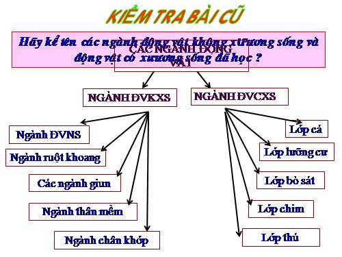 Bài 56. Cây phát sinh giới Động vật