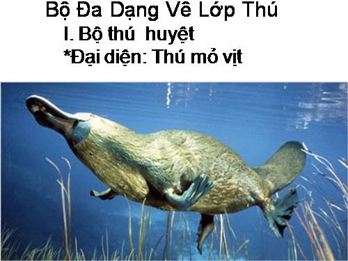 Bài 50. Đa dạng của lớp Thú: Bộ Ăn sâu bọ, bộ Gặm nhấm, bộ Ăn thịt