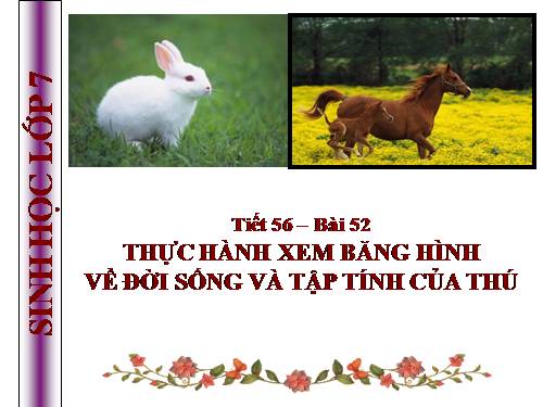 Bài 52. Thực hành: Xem băng hình về đời sống và tập tính của Thú