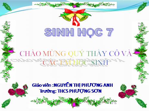 Bài 50. Đa dạng của lớp Thú: Bộ Ăn sâu bọ, bộ Gặm nhấm, bộ Ăn thịt