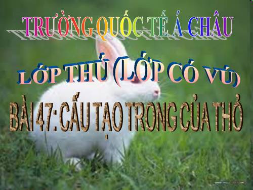 Bài 47. Cấu tạo trong của thỏ