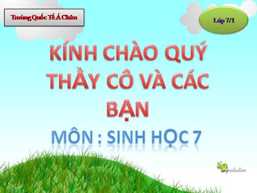 Bài 50. Đa dạng của lớp Thú: Bộ Ăn sâu bọ, bộ Gặm nhấm, bộ Ăn thịt