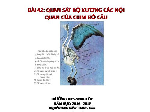 Bài 42. Thực hành: Quan sát bộ xương, mẫu mổ chim bồ câu