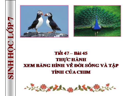 Bài 45. Thực hành: Xem băng hình về đời sống và tập tính của chim