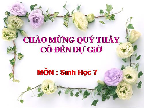 Bài 44. Đa dạng và đặc điểm chung của lớp Chim