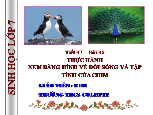 Bài 45. Thực hành: Xem băng hình về đời sống và tập tính của chim