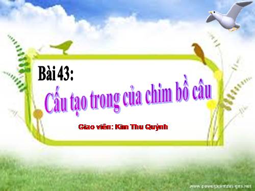 Bài 43. Cấu tạo trong của chim bồ câu