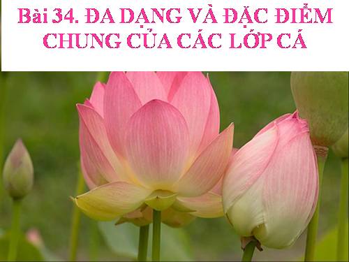 Bài 34. Đa dạng và đặc điểm chung của các lớp Cá