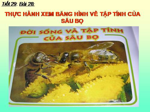 Bài 28. Thực hành: Xem băng hình về tập tính của sâu bọ