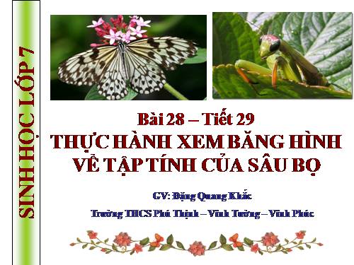 Bài 28. Thực hành: Xem băng hình về tập tính của sâu bọ