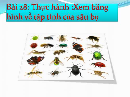 Bài 28. Thực hành: Xem băng hình về tập tính của sâu bọ