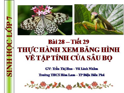 Bài 28. Thực hành: Xem băng hình về tập tính của sâu bọ