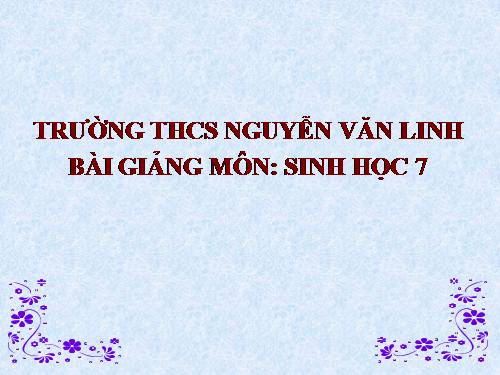 Bài 56. Cây phát sinh giới Động vật