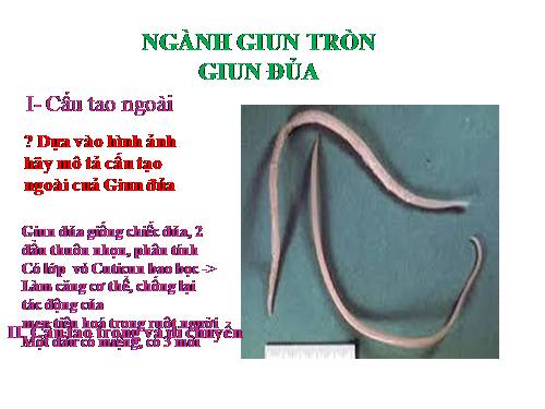 Bài 13. Giun đũa