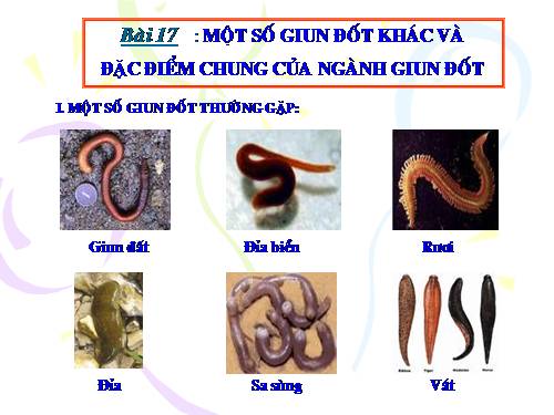 Bài 17. Một số giun đốt khác và đặc điểm chung của ngành Giun đốt