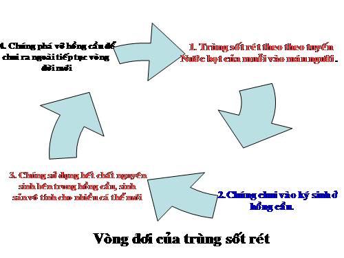 Bài 7. Đặc điểm chung và vai trò thực tiễn của Động vật nguyên sinh