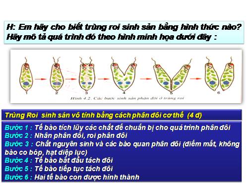 Bài 5. Trùng biến hình và trùng giày