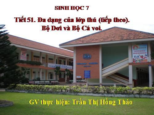 Bài 49. Đa dạng của lớp Thú: Bộ Dơi và bộ Cá voi