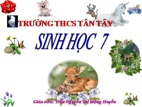 Bài 51. Đa dạng của lớp Thú: Các bộ Móng guốc và bộ Linh trưởng