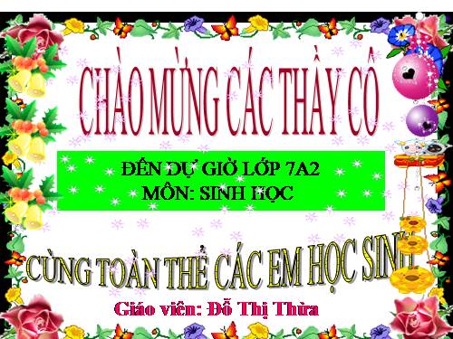 Bài 56. Cây phát sinh giới Động vật