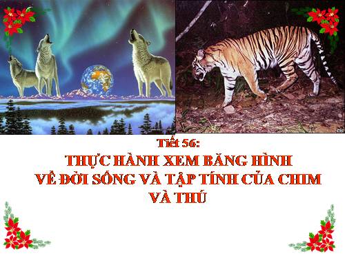 Bài 45. Thực hành: Xem băng hình về đời sống và tập tính của chim