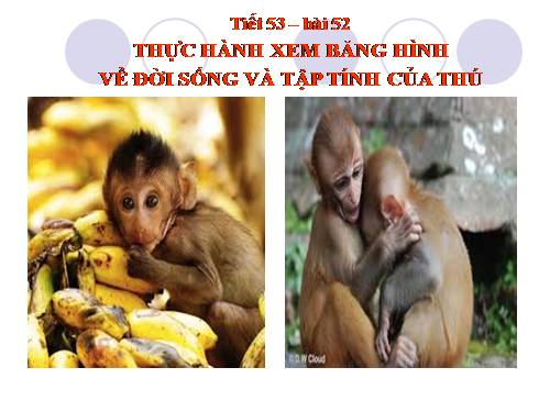 Bài 52. Thực hành: Xem băng hình về đời sống và tập tính của Thú