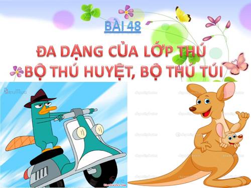 Bài 48. Đa dạng của lớp Thú: Bộ Thú huyệt, bộ Thú túi