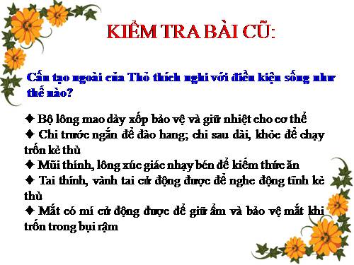 Bài 47. Cấu tạo trong của thỏ