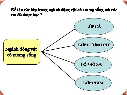 Bài 46. Thỏ