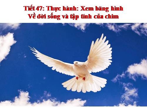 Bài 45. Thực hành: Xem băng hình về đời sống và tập tính của chim