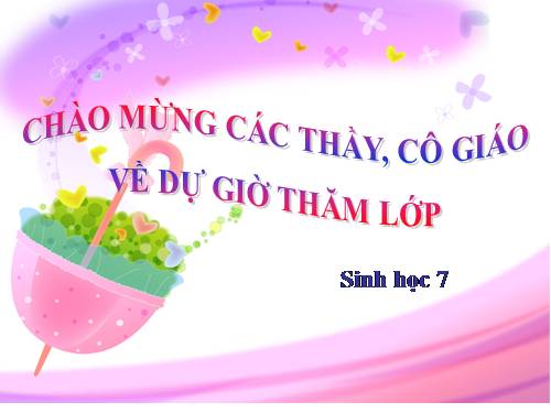 Bài 41. Chim bồ câu