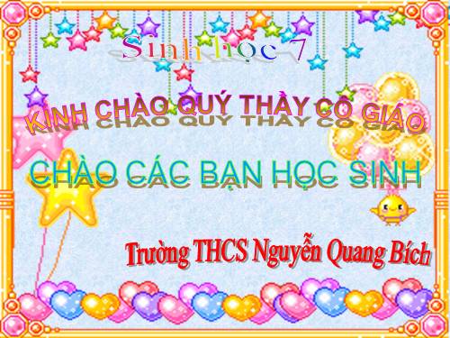 Bài 29. Đặc điểm chung và vai trò của ngành Chân khớp