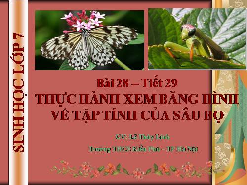 Bài 28. Thực hành: Xem băng hình về tập tính của sâu bọ