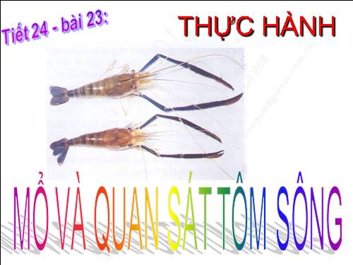 Bài 23. Thực hành: Mổ và quan sát tôm sông