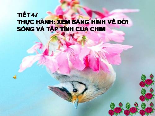 Bài 45. Thực hành: Xem băng hình về đời sống và tập tính của chim